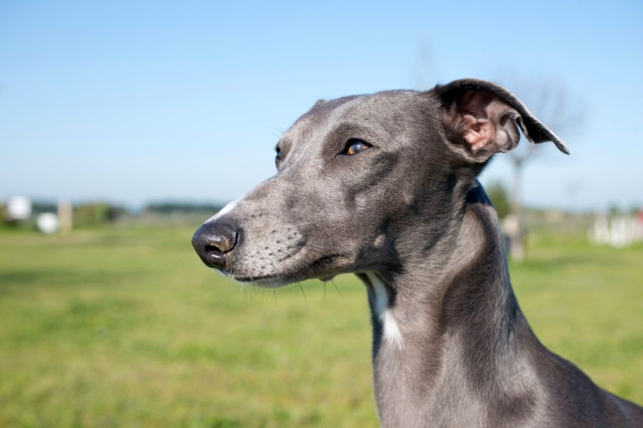 whippet chart angielski portret psa