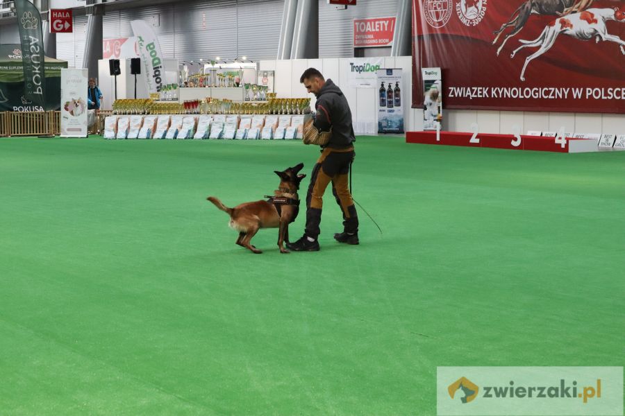 wystawa psów pokaz obrony sportowej