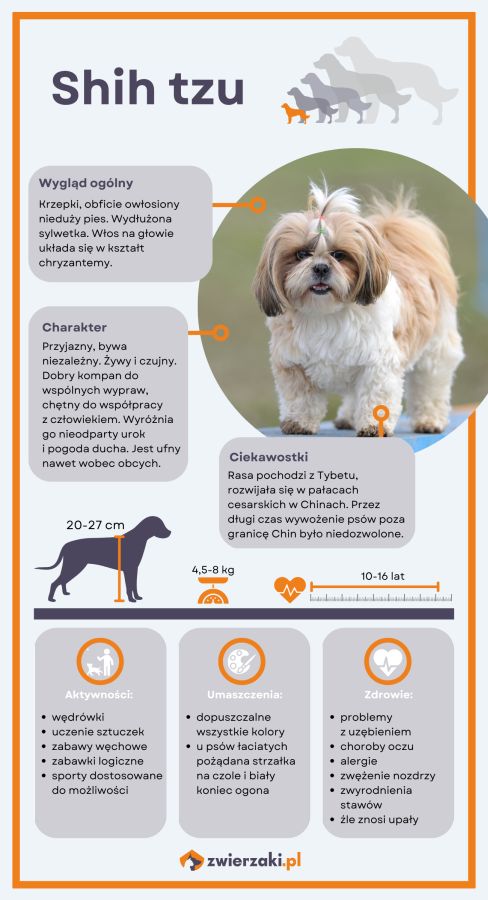 shih tzu infografika