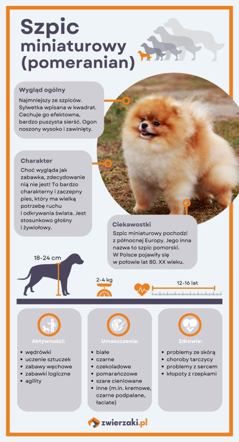 szpic miniaturowy pomeranian infografika