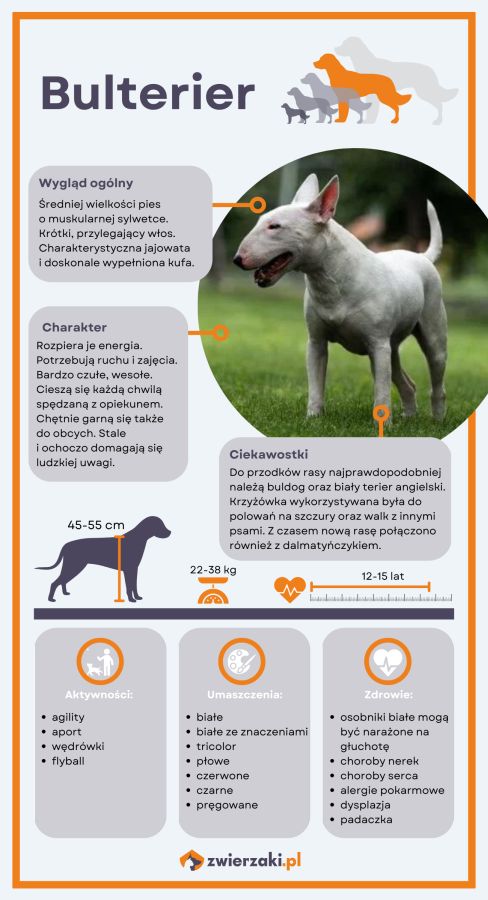 bulterier infografika