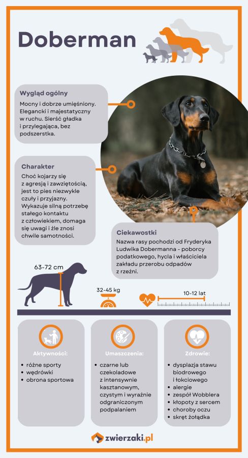 doberman infografika