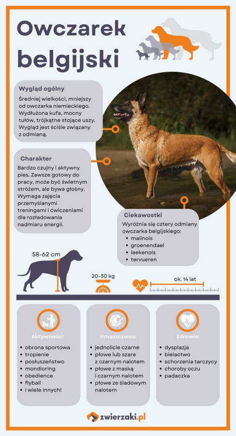 owczarek belgijski infografika