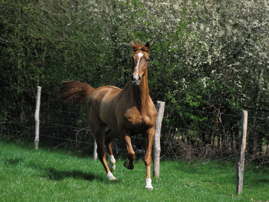 angloarab