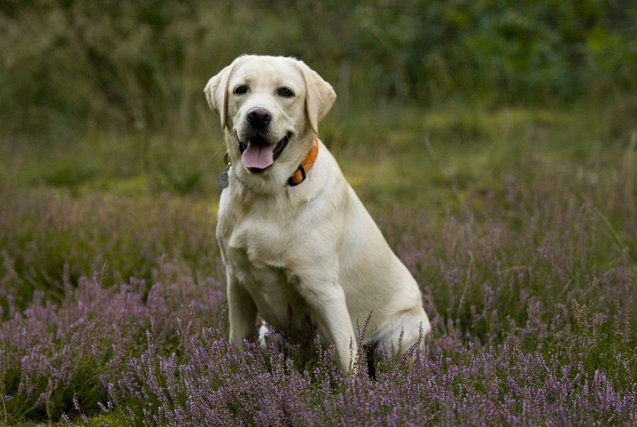 aportery labrador retriever pies siedzi wśród wrzosów