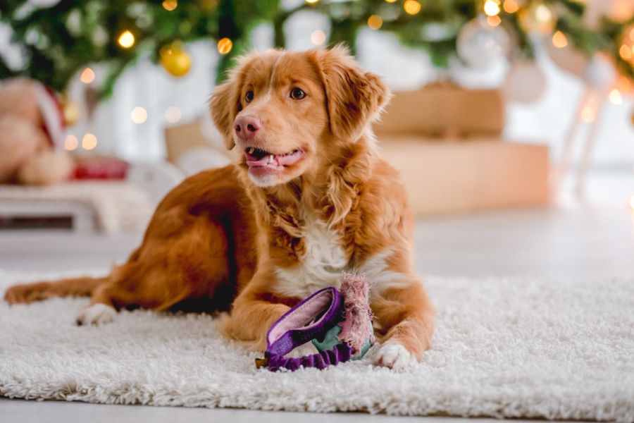 aporter toller retriever z nowej szkocji leży na dywanie z zabawką