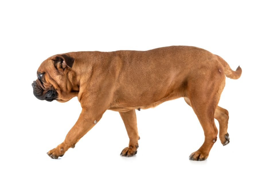 bullmastiff suka idzie po białym tle