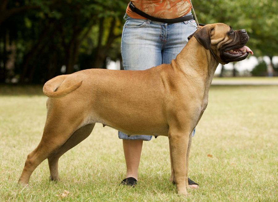 bullmastiff suka stoi na ringówce na wystawie psów