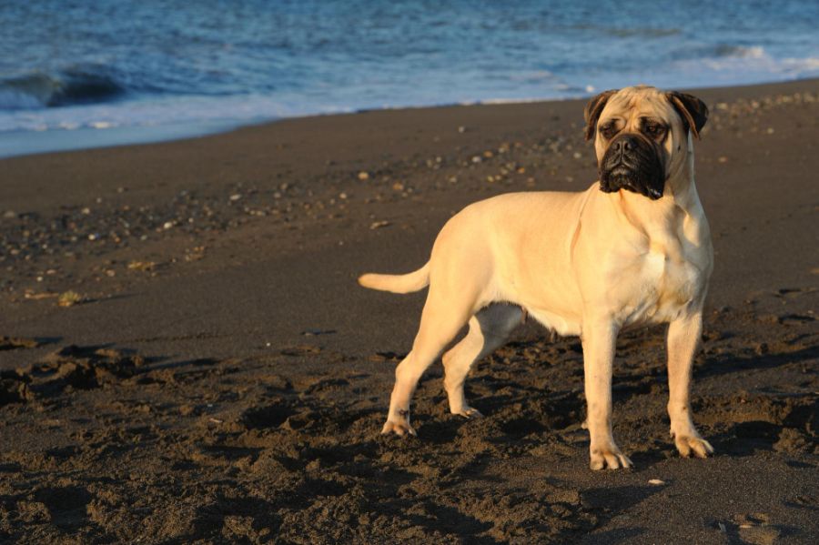 bullmastiff suka stoi na plaży w tle morze