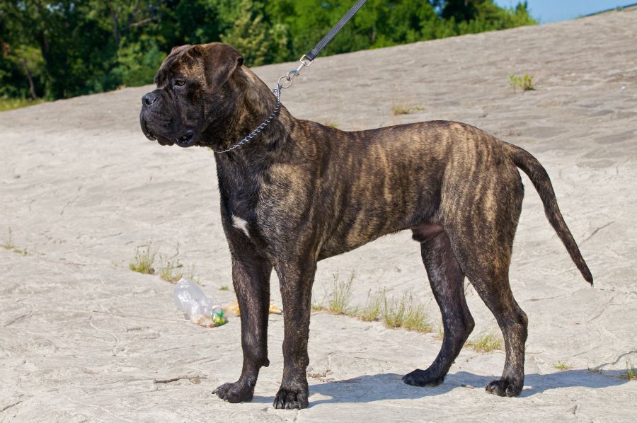 bullmastiff pies pręgowany stoi na smyczy