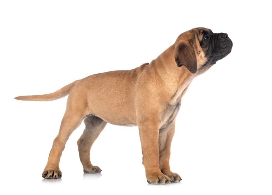 bullmastiff szczeniak stoi na białym tle