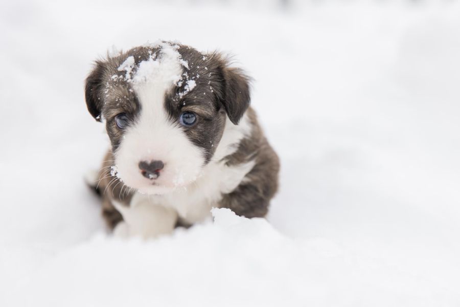 cardigan welsh corgi mały szczeniaczek na śniegu