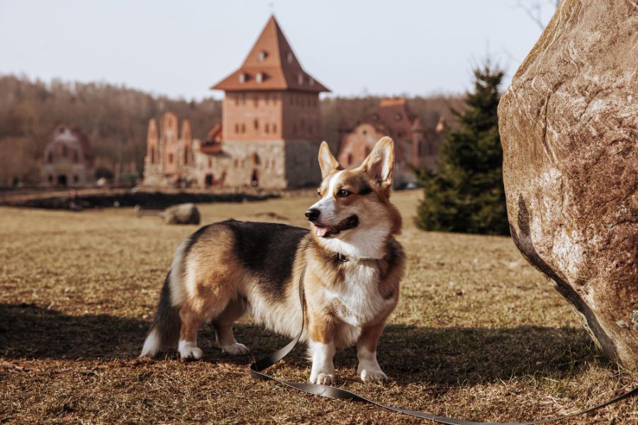 Cardigan welsh corgi stoi przed zamkiem