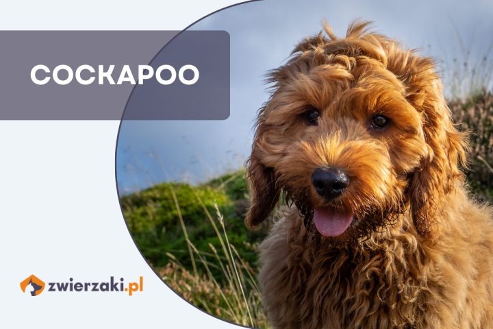 cockapoo