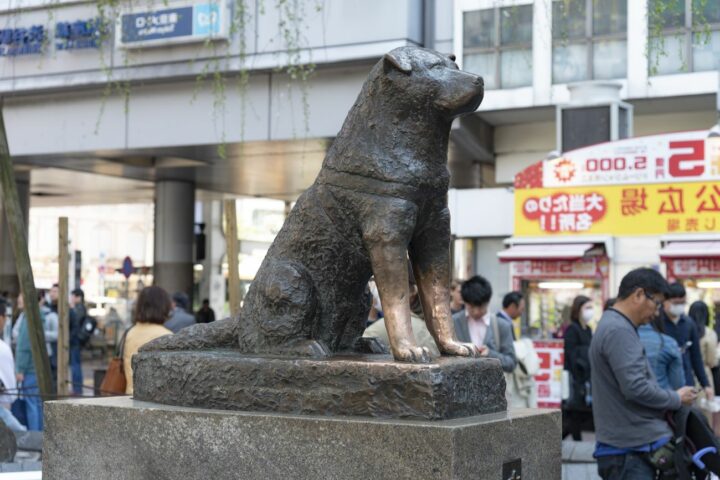 hachiko