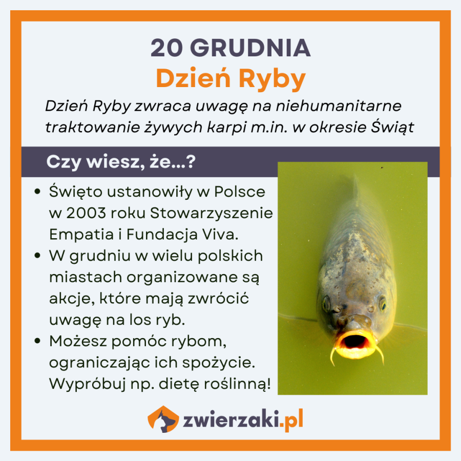 infografiki grudzien 71