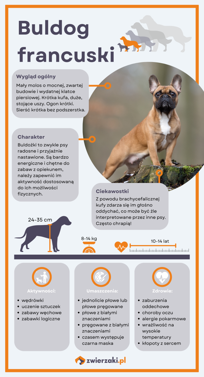 buldog francuski infografika podstawowe informacje