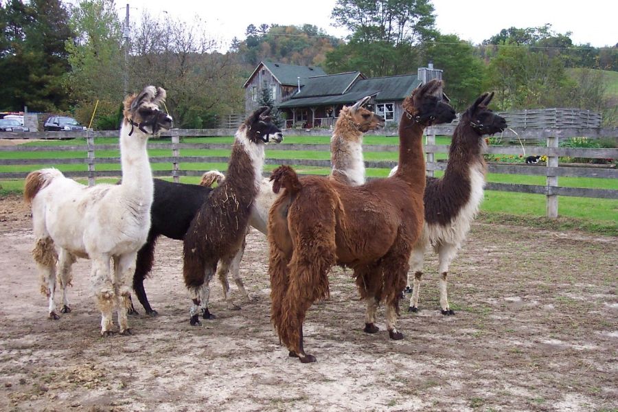 lama grupa zwierząt na wybiegu