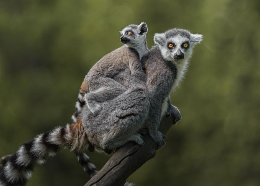 Lemur katta bohaterem filmu