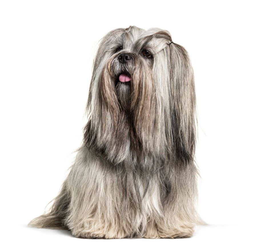 Lhasa apso siedzi i patrzy w bok