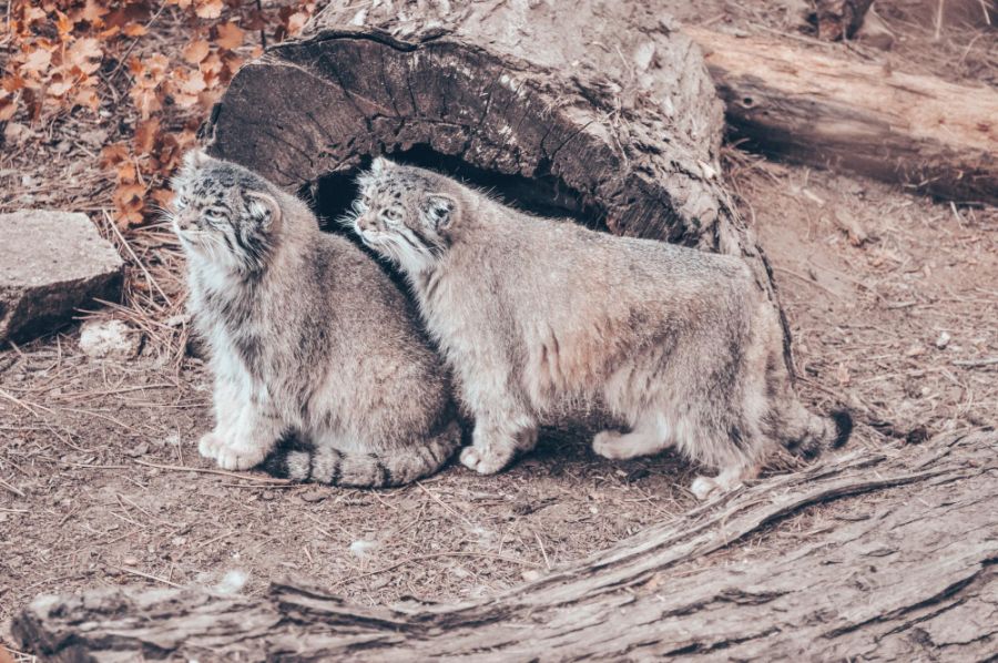 manul stepowy dwa manule siedzą na pniu