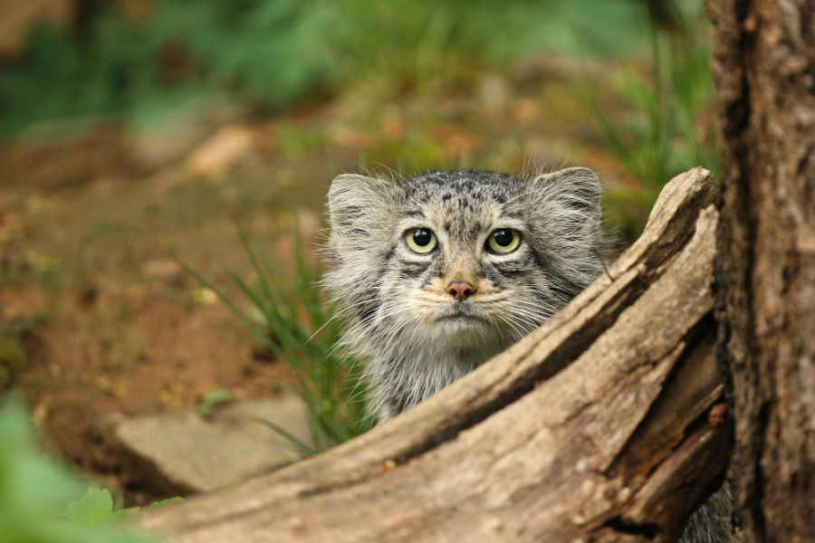 manul stepowy kot chowa się za pniem