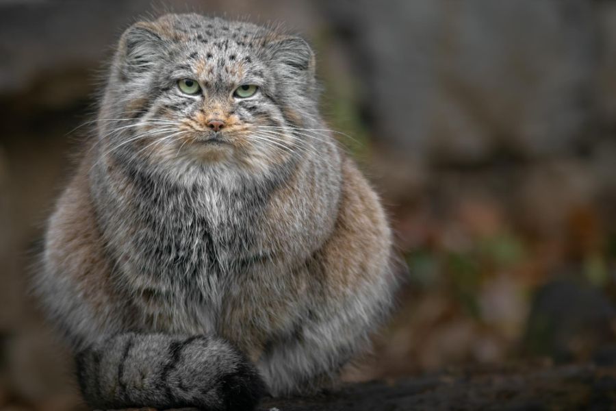 manul stepowy kot siedzi i patrzy w kamere
