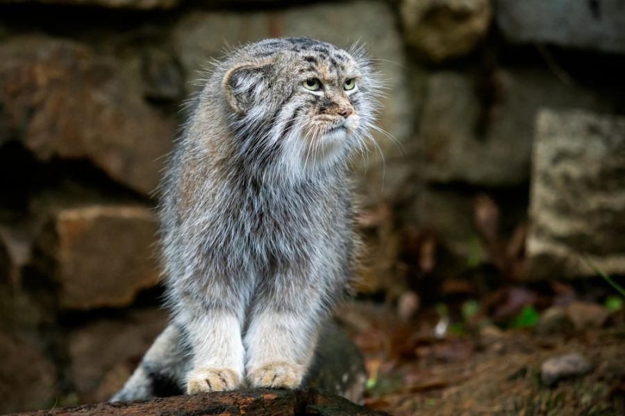 manul stepowy kot siedzi na wybiegu