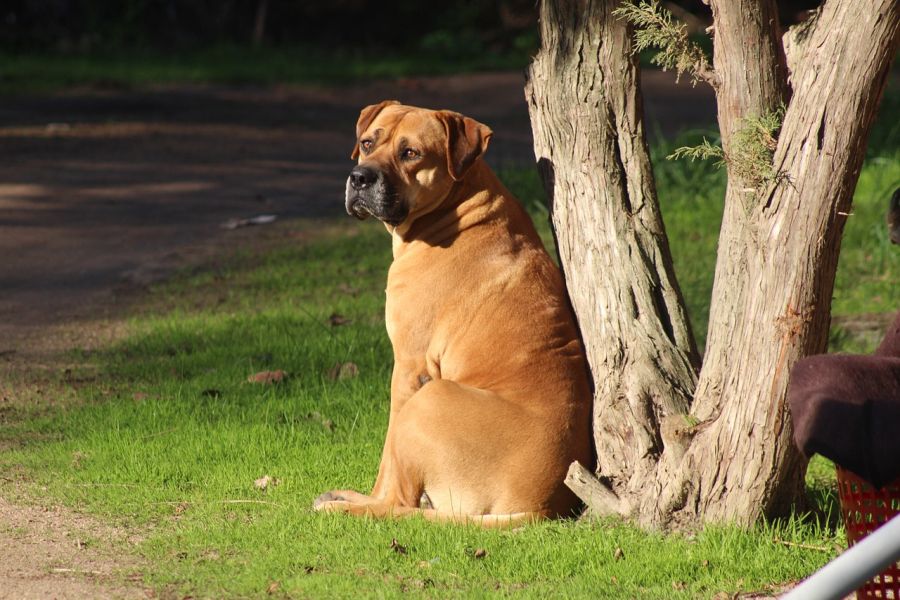 molosowate dorosły bullmastiff siedzi przy drzewie obserwuje teren