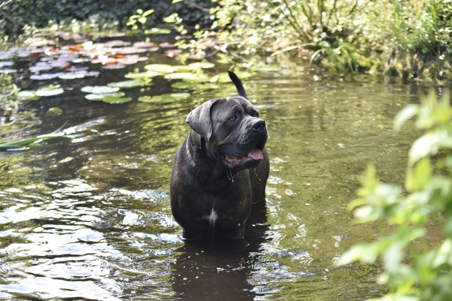 molosowate pies cane corso italiano stoi w wodzie