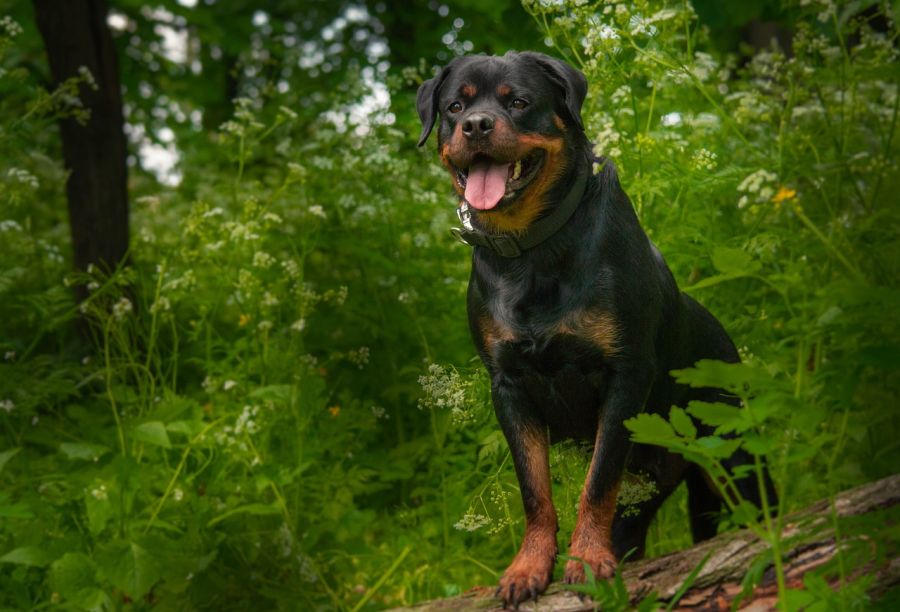 molosowate pies rottweiler stoi na pniu w lesie