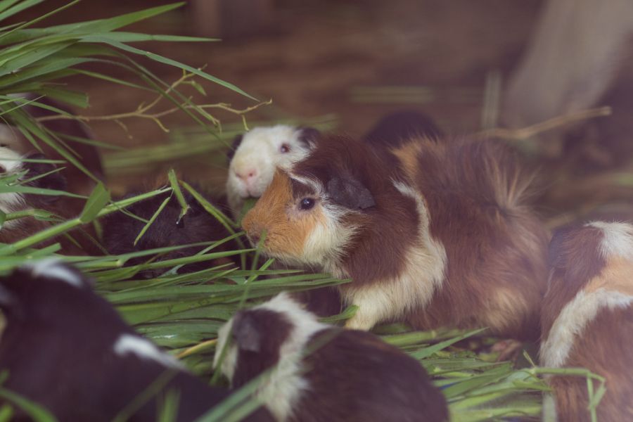 Najlepsza karma dla świnki morskiej – charakterystyka