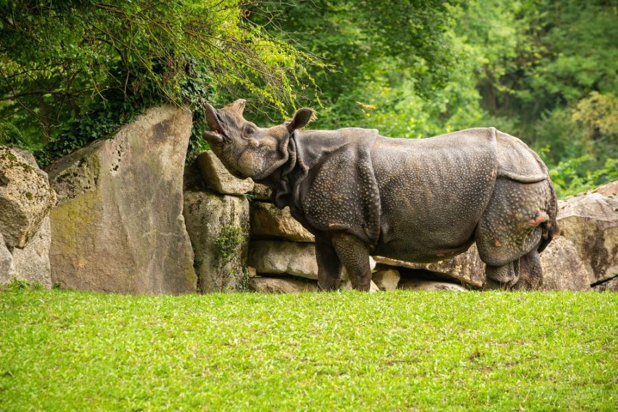 Nosorożec indyjski i ochronna rola zoo