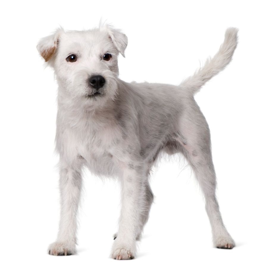 Parson russell terrier – zdrowie