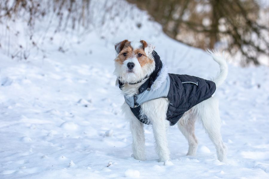 Parson terrier – historia rasy