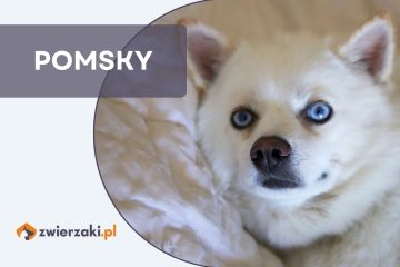 pomsky