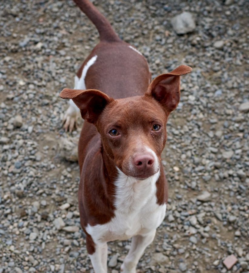 Rat terrier stoi i patrzy w obiektyw