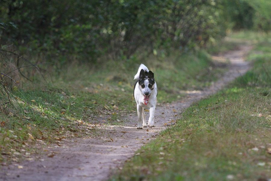 Rat terrier biegnie ścieżką