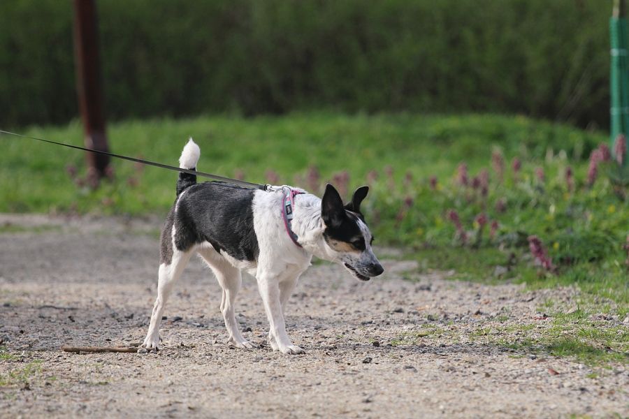 Rat terrier na spacerze