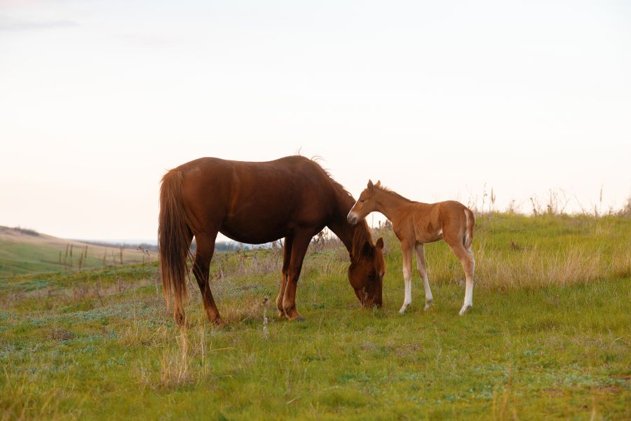 Suffolk punch i inne „kasztanki”