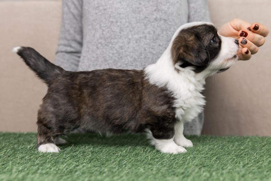 cardigan welsh corgi szczeniak w pozycji wystawowej