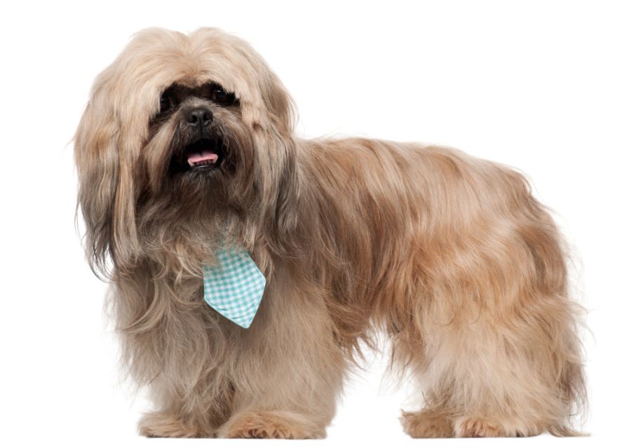 lhasa apso stoi w krawacie