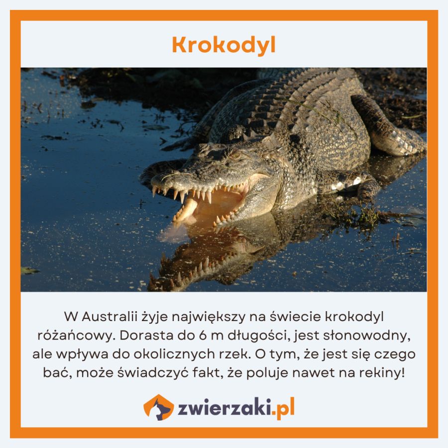 zwierzęta w Australii infografika krokodyl