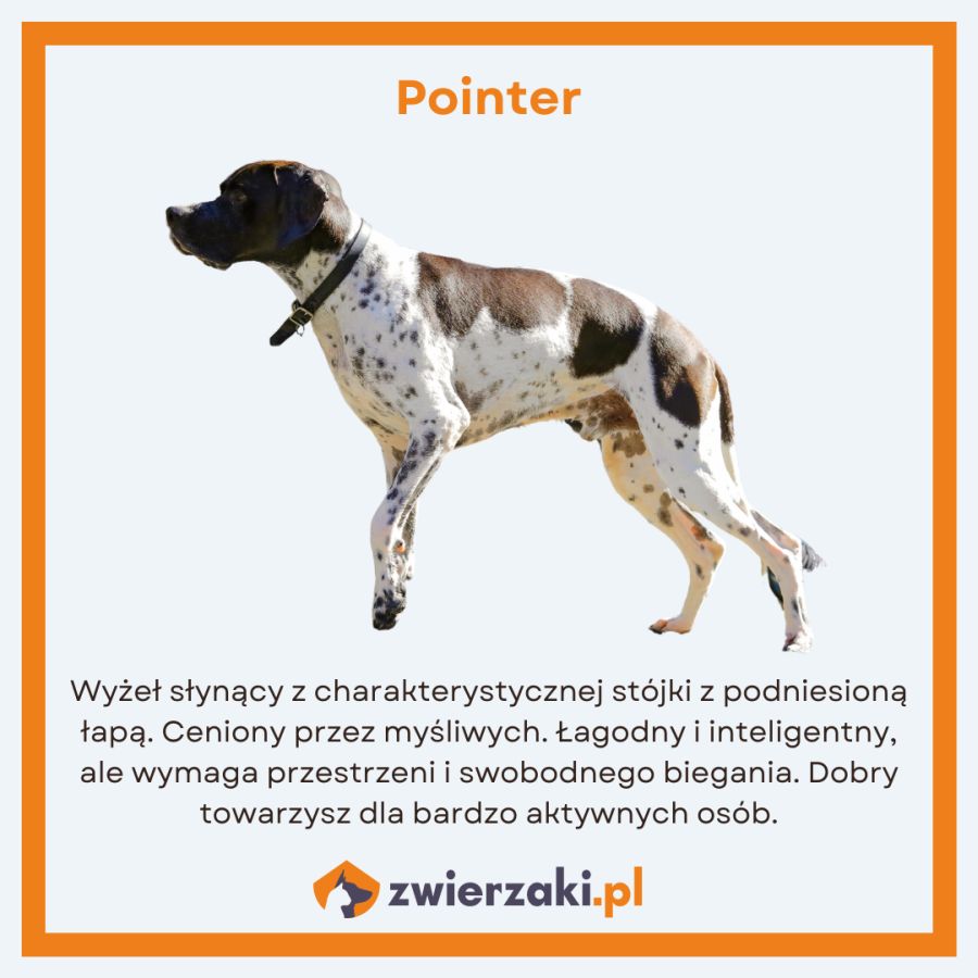 setery pointer infografika