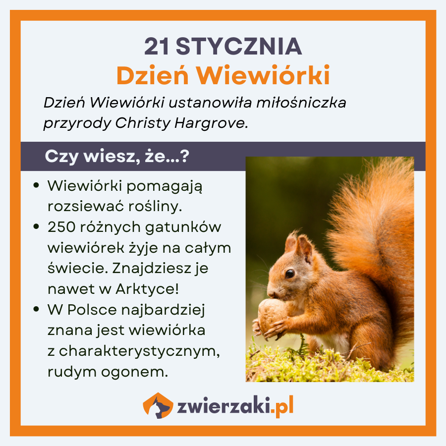 dzień wiewiórki infografika