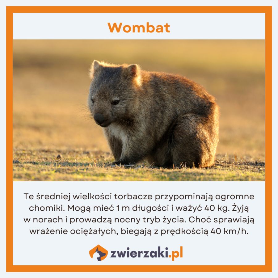 zwierzęta w Australii infografika wombat