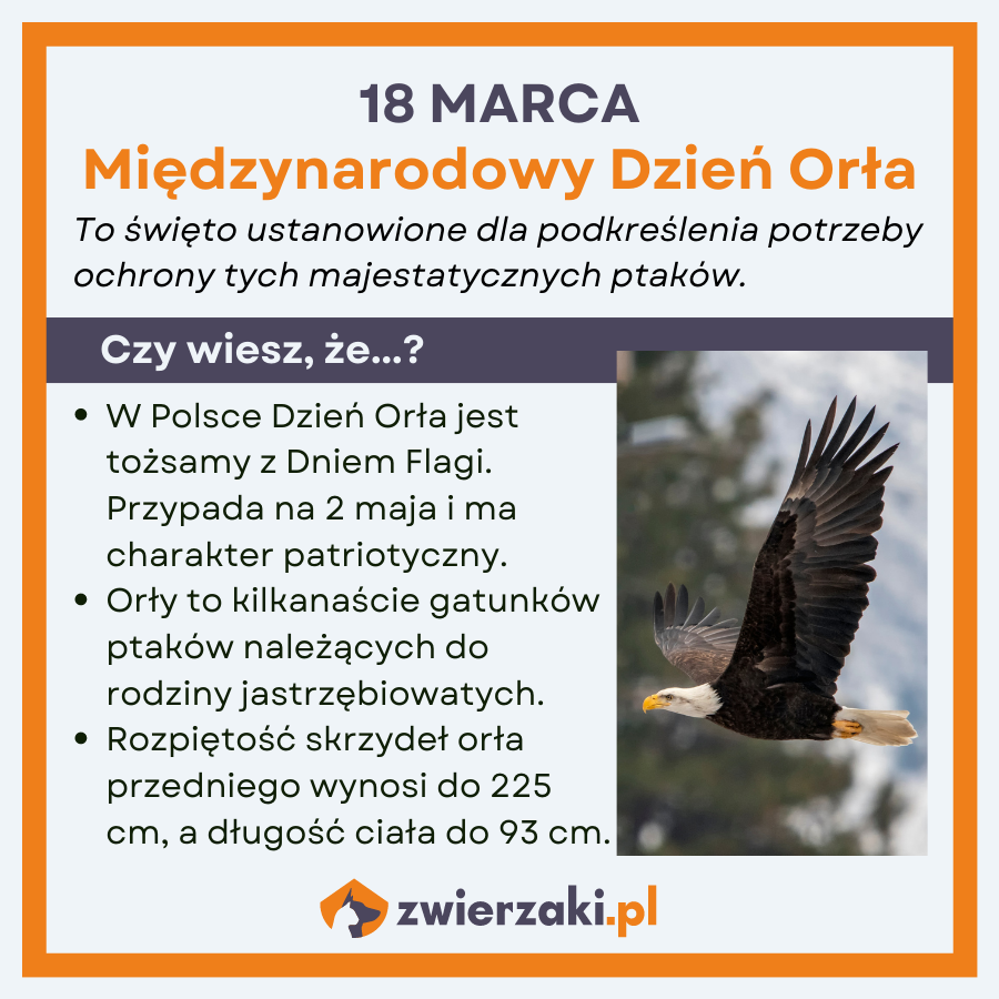 dzień orła infografika