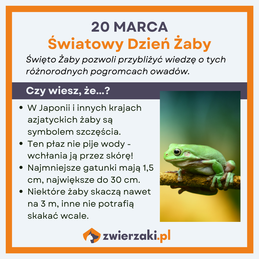 światowy dzień żaby infografika