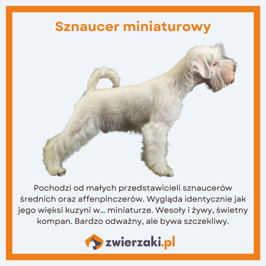 sznaucer miniaturowy infografika