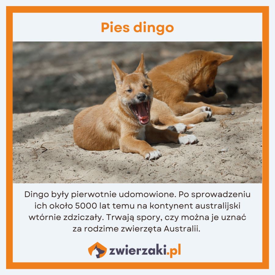 zwierzęta w Australii infografika dingo